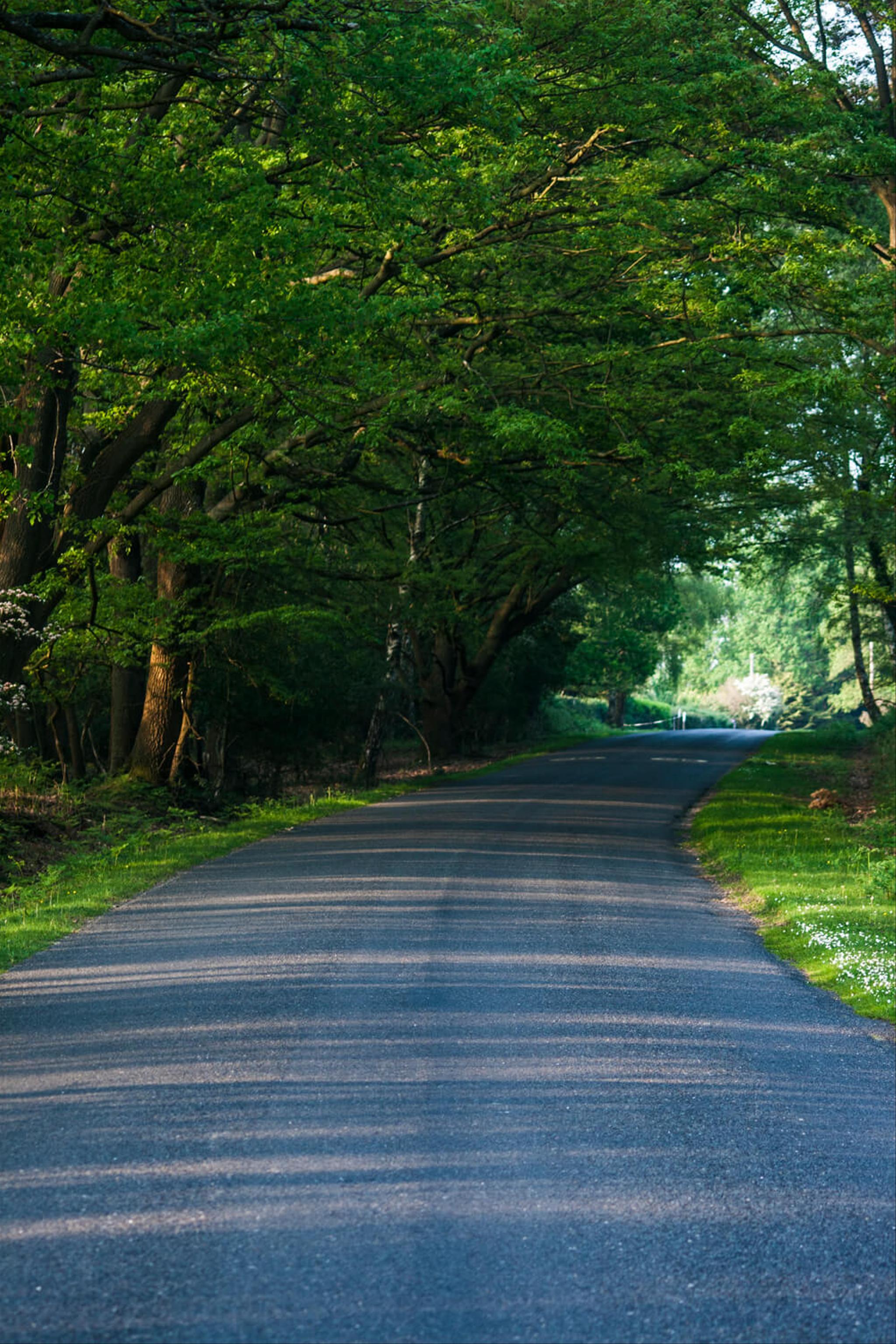 A road through a forest curving away to the right over a hill