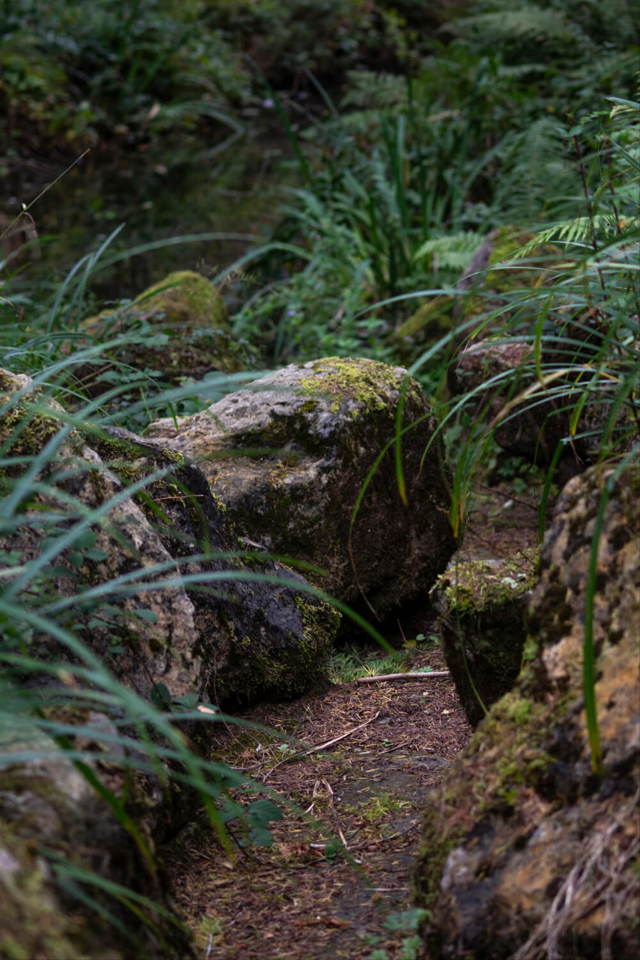 Closeup of some rocks in long grass that form an empty waterway