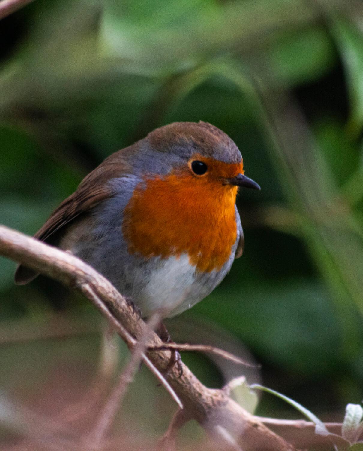 A robin perched on a branch