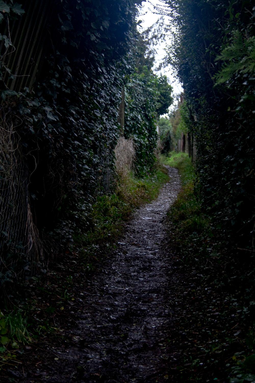Looking up a muddy path with fences on either side overgrown with ivy