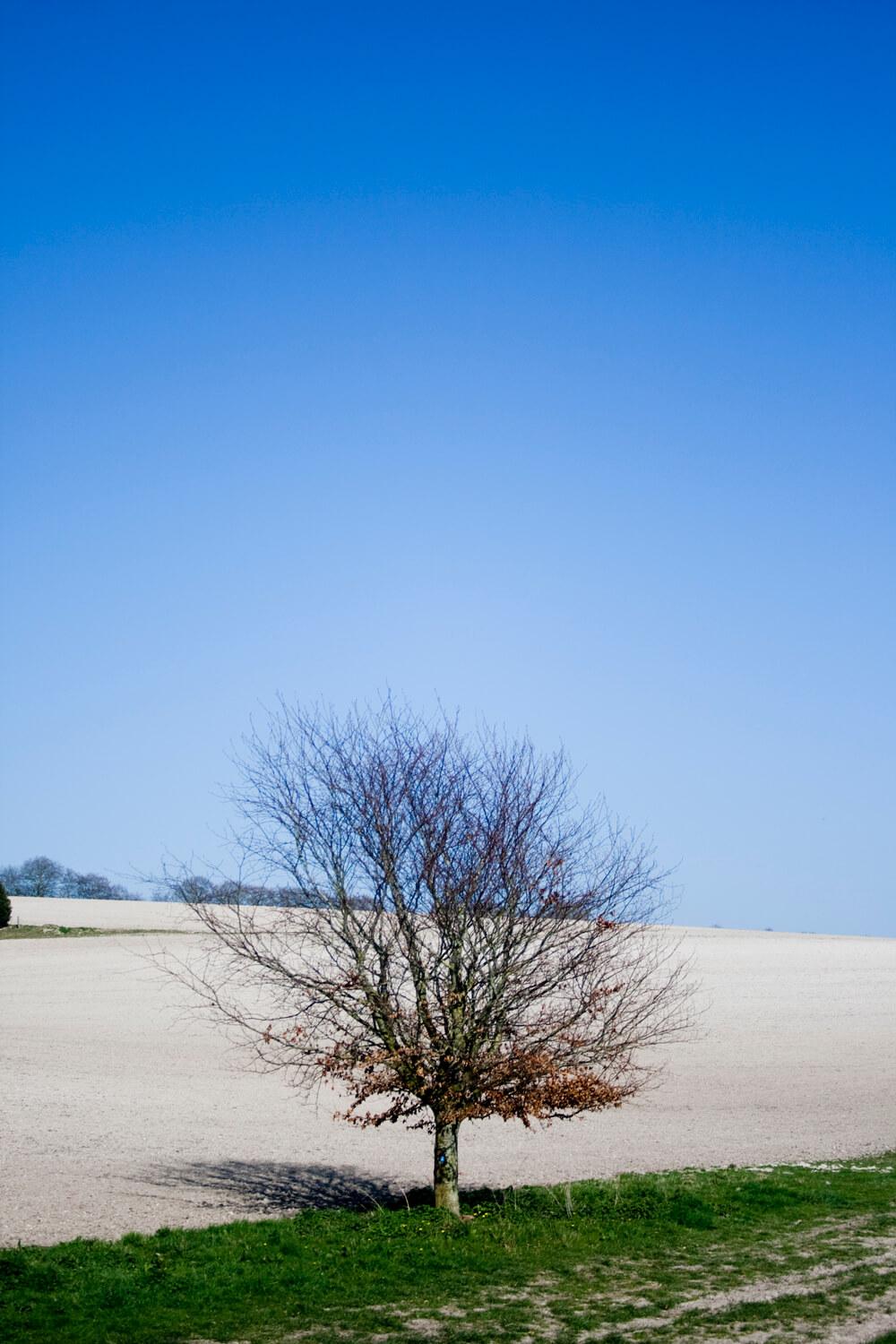 A small twiggy tree that appears alone in the center of the photo, behind it is an empty field and a stark blue sky