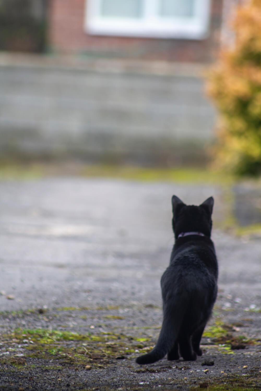 A black cat looking away from the camera down a concrete path